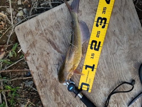 アメリカナマズの釣果