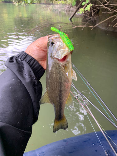 ラージマウスバスの釣果