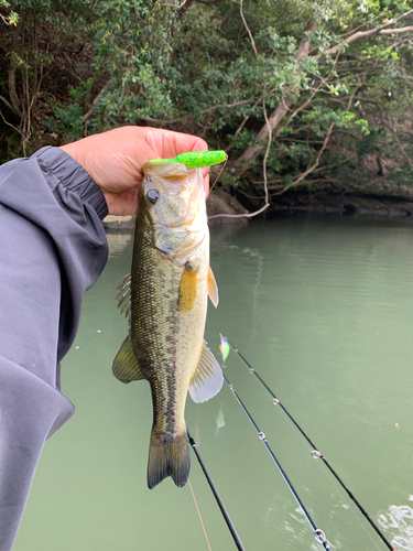 ラージマウスバスの釣果