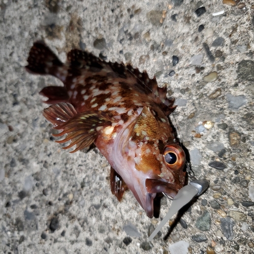 カサゴの釣果