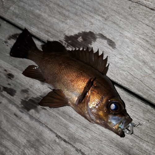 メバルの釣果