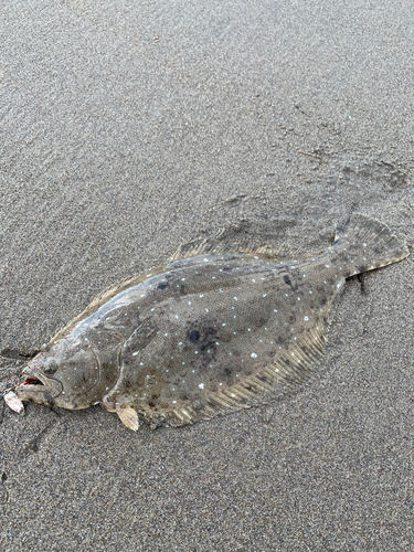 ヒラメの釣果