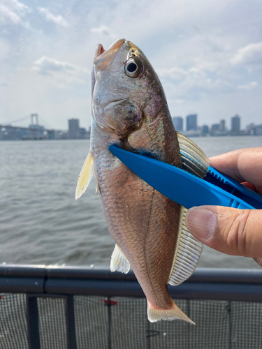 イシモチの釣果