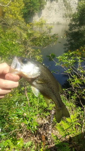 ラージマウスバスの釣果