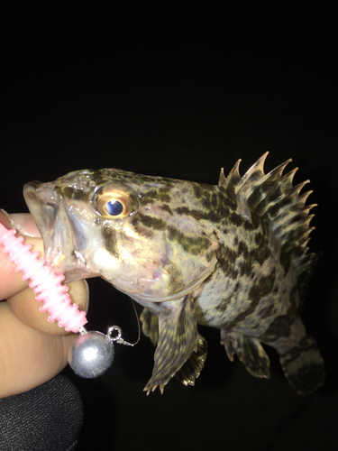 タケノコメバルの釣果