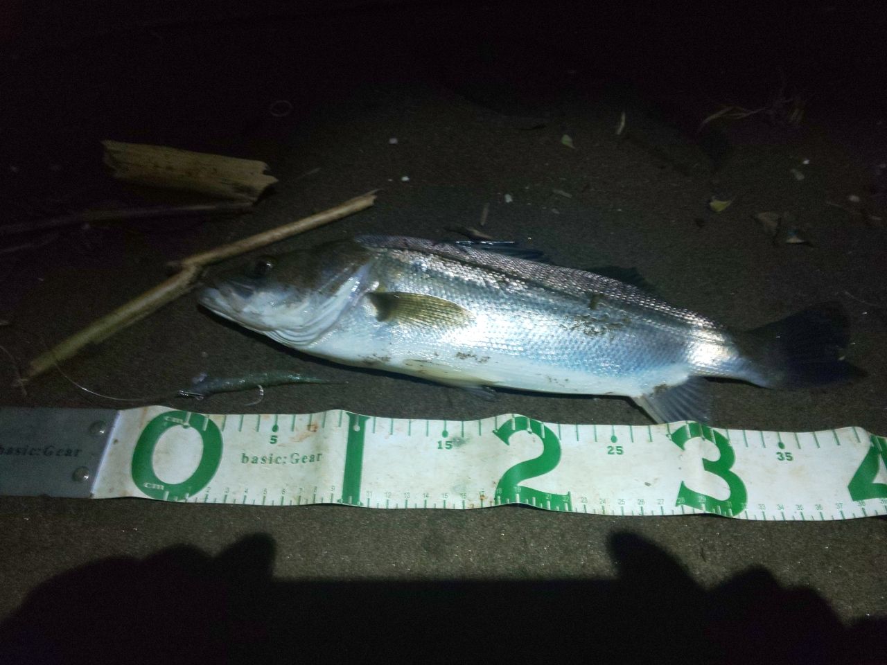 フッコ（タイリクスズキ）