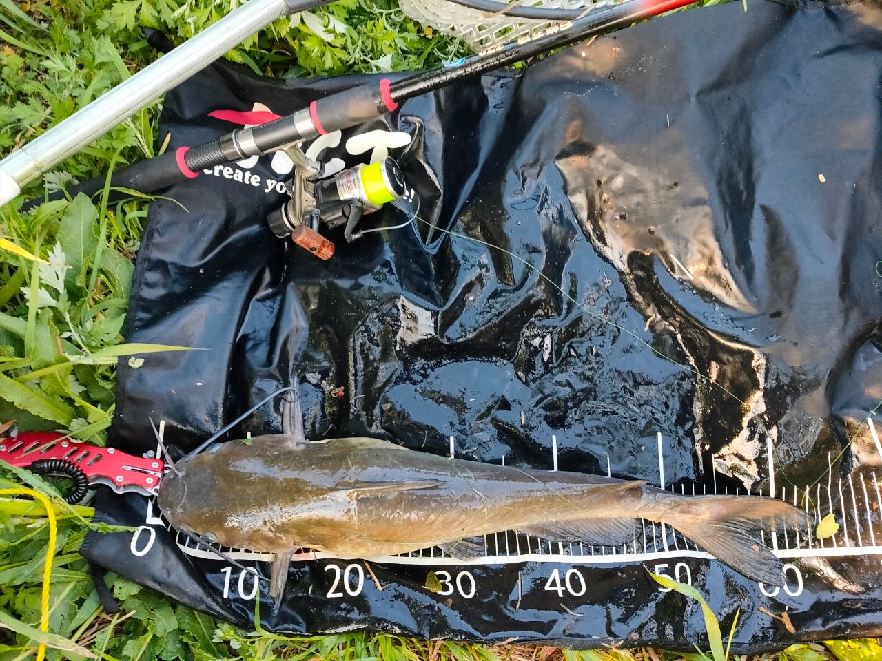 アメリカンキャットフィッシュ