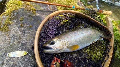 アマゴの釣果