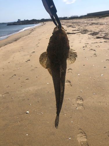 マゴチの釣果