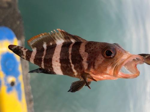 アオハタの釣果