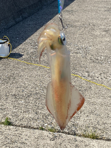 イカの釣果