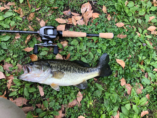 ブラックバスの釣果