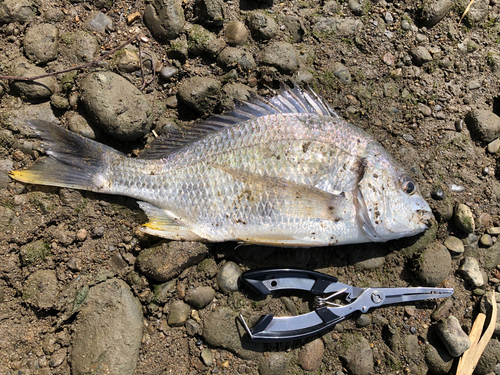 キビレの釣果