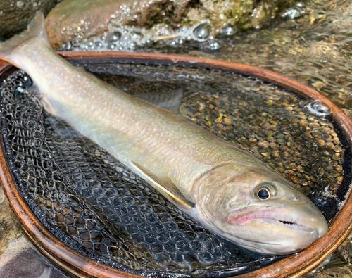 イワナの釣果