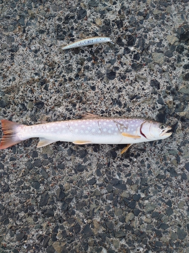 アメマスの釣果