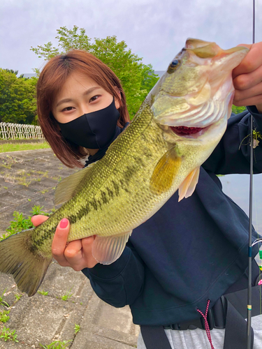 ブラックバスの釣果