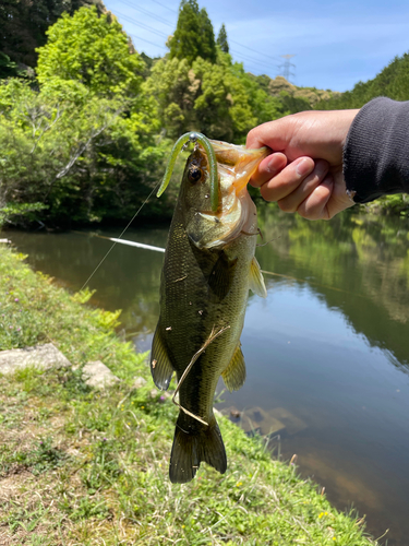 ラージマウスバスの釣果