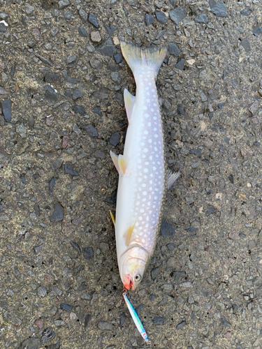 アメマスの釣果