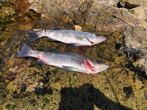 ヒラスズキの釣果