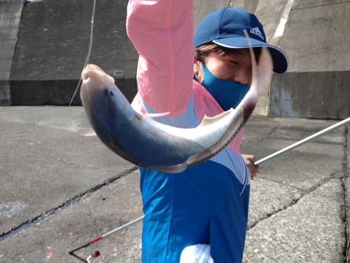 ショゴの釣果