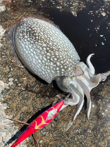 シリヤケイカの釣果