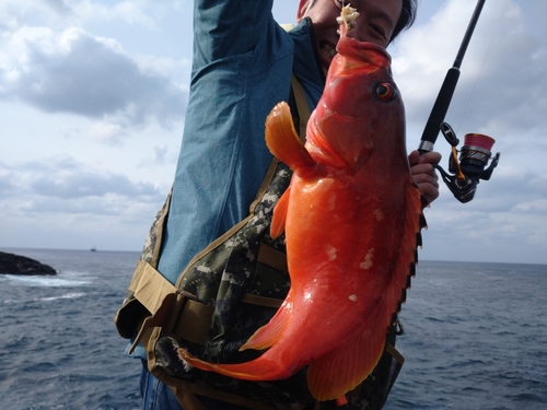 アカハタの釣果