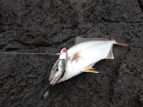 ショゴの釣果