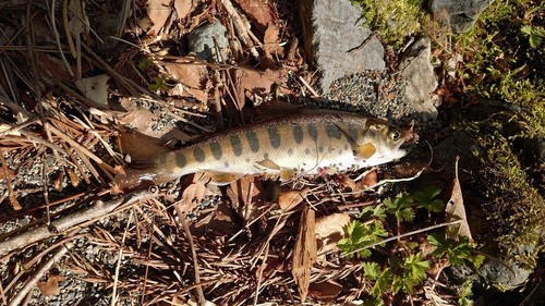 ヤマメの釣果