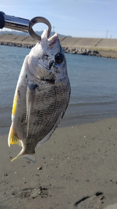 キビレの釣果