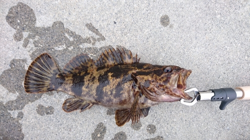 タケノコメバルの釣果