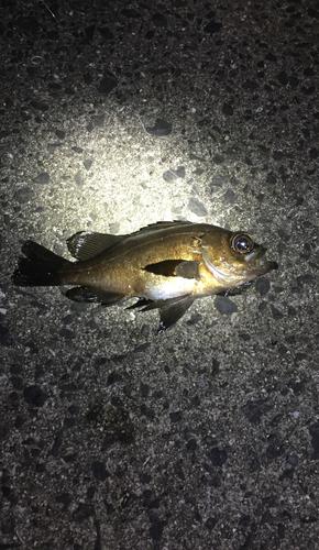 メバルの釣果