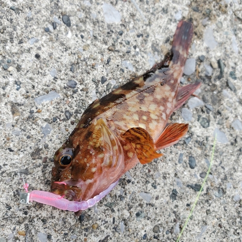 カサゴの釣果