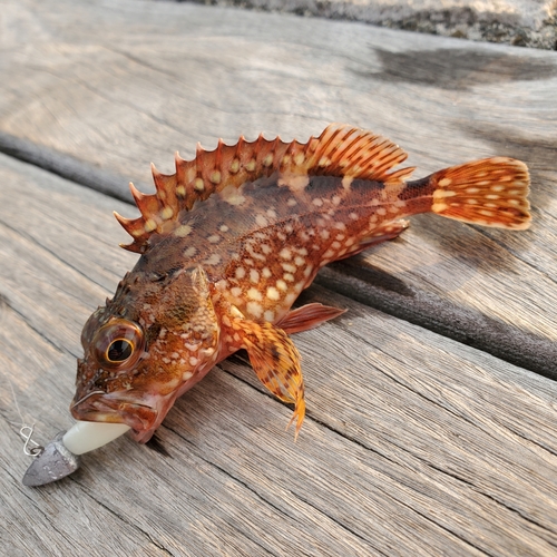 カサゴの釣果