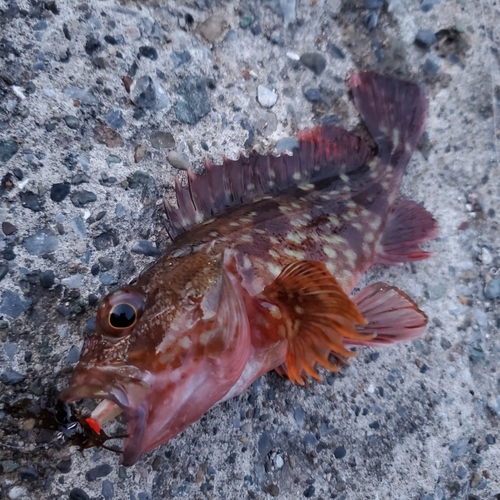 カサゴの釣果