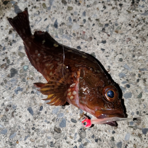 カサゴの釣果