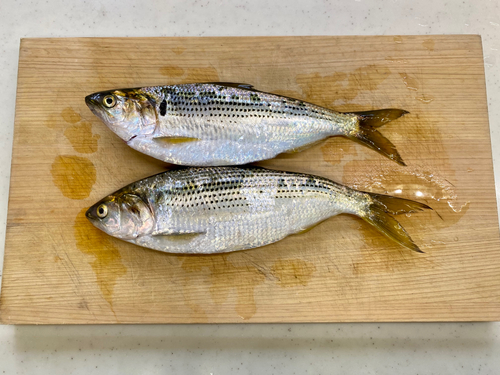 コノシロの釣果