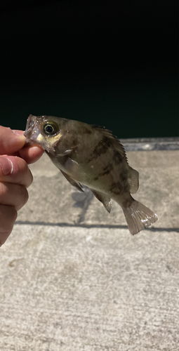 メバルの釣果