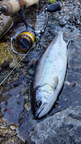 アマゴの釣果