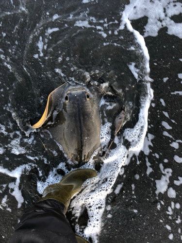 エイの釣果