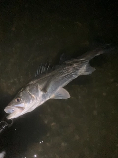 スズキの釣果