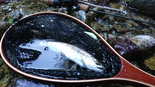 アマゴの釣果