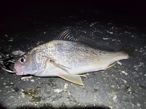 イシモチの釣果