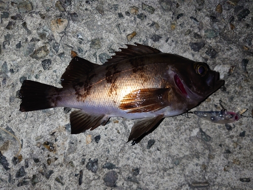 メバルの釣果