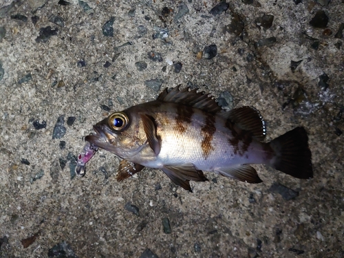 メバルの釣果