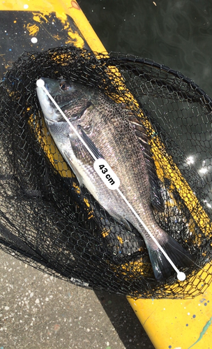 クロダイの釣果