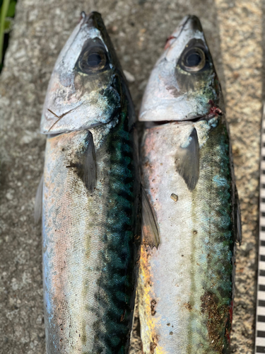 サバの釣果