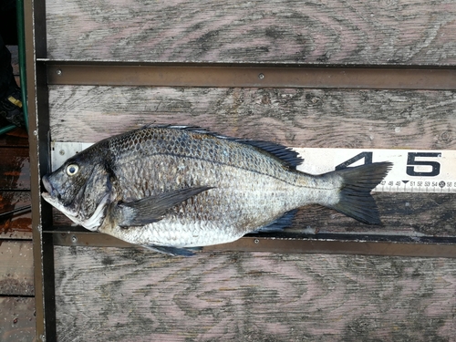 チヌの釣果