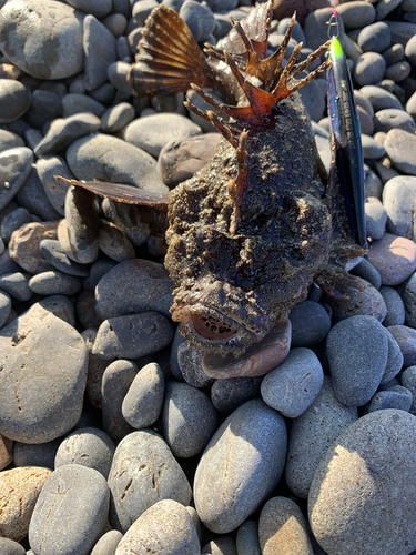 ハオコゼの釣果