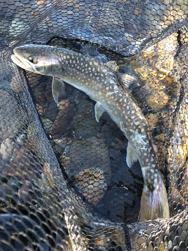 アメマスの釣果