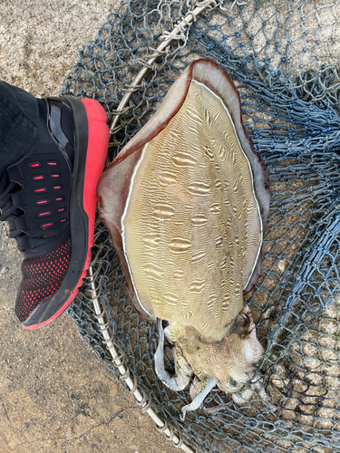 コウイカの釣果